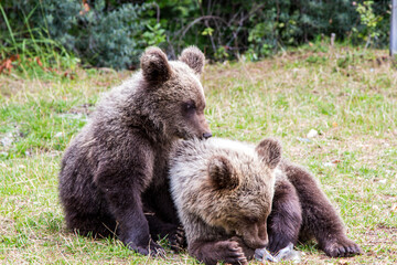 Young bears on the roadside in Romania