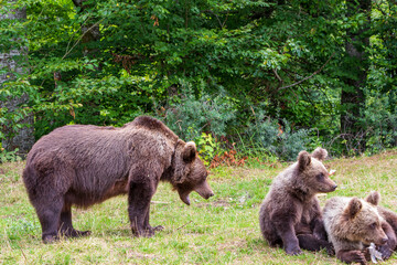 Bears on the Transfagarasan in Romania