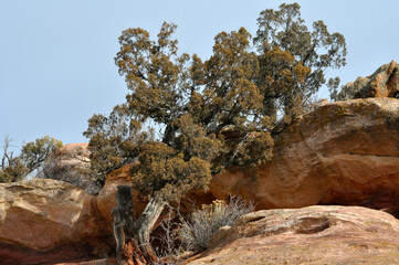 Weathered tree at Red Rocks Park in Morrison Colorado