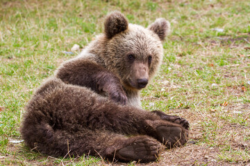 Young bears on a street in Romania