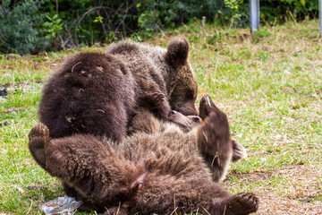 Young bears on the roadside in Romania