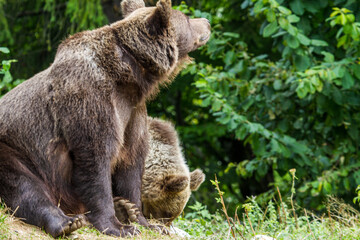 She-bear with cubs on a road in Romania