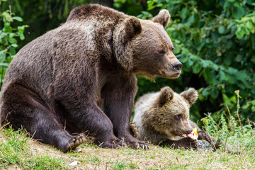 Obraz premium She-bear with cubs on a road in Romania