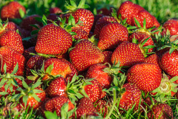 Big slide ripe red juicy fragrant berry strawberry on green grass close-up