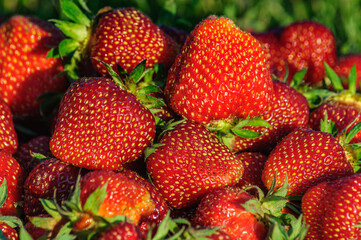 Big slide ripe red juicy fragrant berry strawberry on green grass close-up
