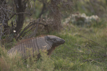 Mulita o armadillo en el campo