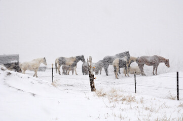 Naklejka premium Group of horses standing in fenced field during heavy snow storm blizzard