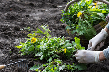 Worker weeds dandelions and other weeds  in the garden, gardener digs weeds in vegetable beds, sustainable agriculture concept