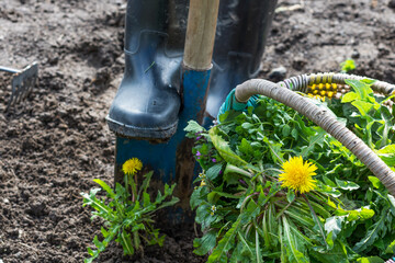 Earthworms in the soil on blue color shovel in agricultural field background, sustainable...
