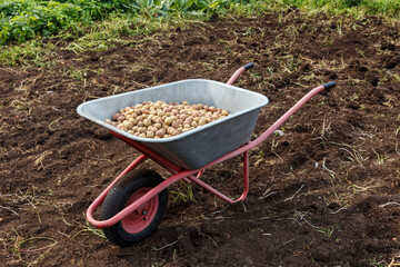 Fresh potatoes in a wheelbarrow. Harvesting potatoes in autumn.