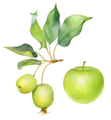 Watercolor green apples on the branch
