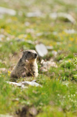 Marmottes
