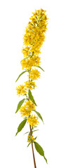 European goldenrod flowers