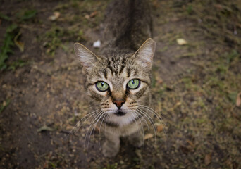Naklejka na ściany i meble beautiful gray street cat with green eyes
