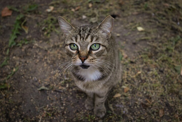 Naklejka na ściany i meble beautiful gray street cat with green eyes