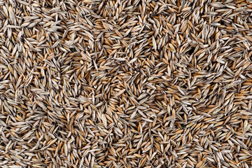 Oat seeds background