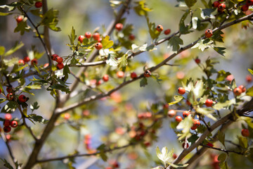 Autumn nature texture