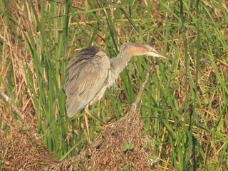 great blue heron