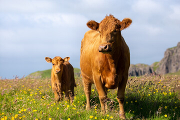 Two Icelandic cows. Mother and calf standing in a field at the coast. - obrazy, fototapety, plakaty