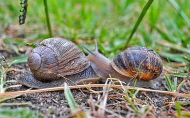 Caracoles en la huerta