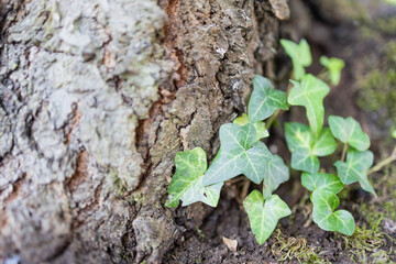 Efeu an Kirsch Baum