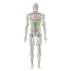 Lymphatic System with Skeletal and Internal Organ Anatomy, Full Body Front View on White Background	 - 455341042