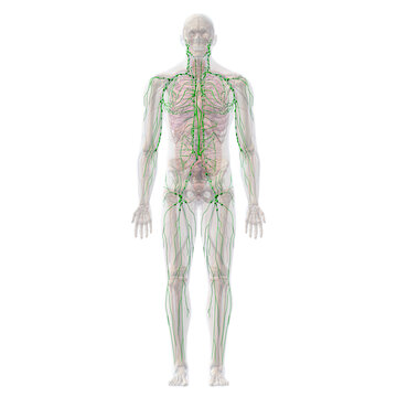 Lymphatic System with Skeletal and Internal Organ Anatomy, Full Body Front View on White Background	