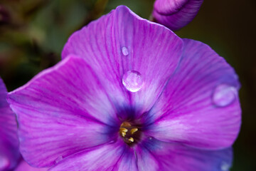 Blue purple phlox flowers with dew drops, close-up. Lilac flowers close-up. Floral background.