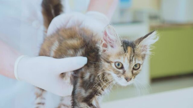 vet examining a little cute kitten at veterinary clinic