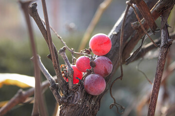 ripe pink sweet grapes on a vine branch in the garden