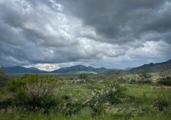 Fototapeta na wymiar beautiful Arizona landscape with wildflowers during monsoon season
