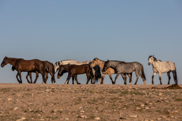 Obraz premium Herd of Wild Horses in the Utah Desert