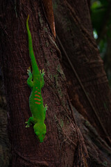 Gecko an einem Baumstamm im Zoo Zürich