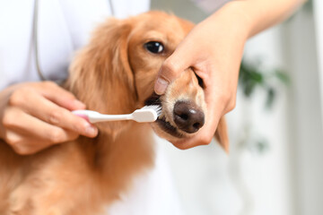 ダックスフンドの歯を歯ブラシで磨く獣医のイメージ