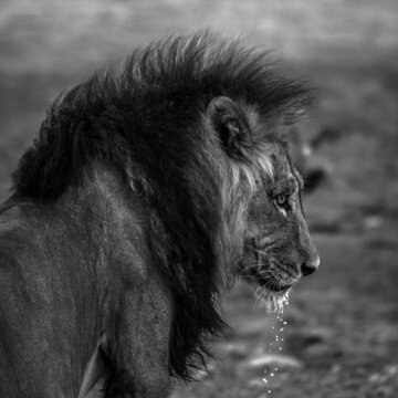 Big male African lion Panthera leo drinking water, Kalahari, Namibia