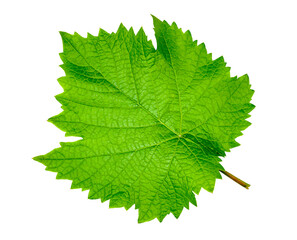 Green grape leaf isolated on a white background