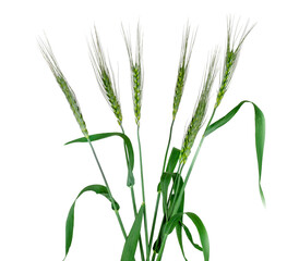 Green ears of barley isolated on a white background
