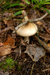 Mushroom in the forest, fly agaric. Amanita rubescens.