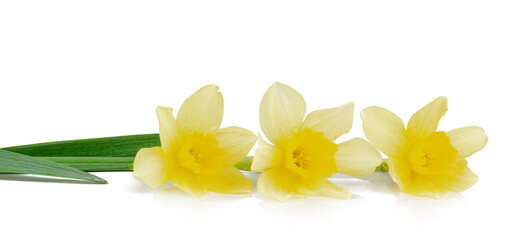 Narcissus isolated on a white background