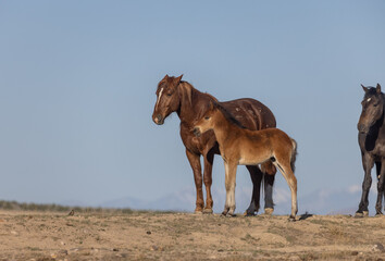 Obraz premium Herd of Wild Horses in the Utah Desert