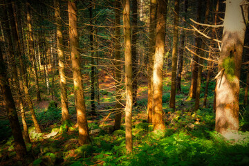 Obraz premium forest in the morning