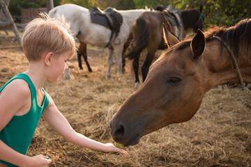The child treats the horse with apples. A blonde girl feeds a brown horse from her palms. The boy...
