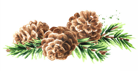 Spruce branch with snowy fir cones. Hand drawn watercolor illustration, isolated on white background