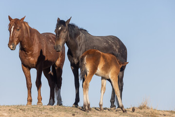 Herd of Wild Horses in the Utah Desert