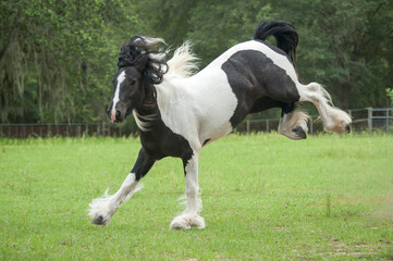 Gypsy Vanner horse kicks and bucks in energetic 
play
