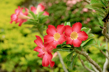 Bunch of Vibrant Red Adenium obesum Flowers or Desert Rose Blooming on the Tree