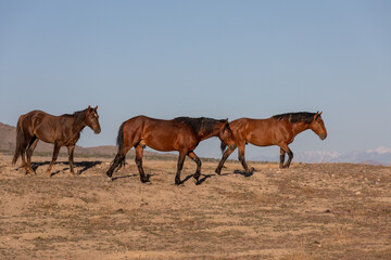 Herd of Wild Horses in the Utah Desert
