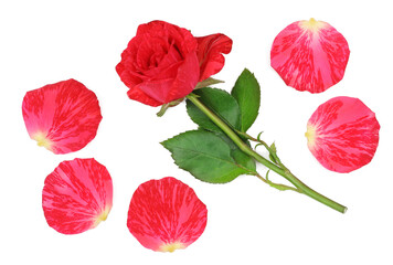Red rose isolated on white background, top view