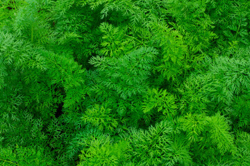 carrot plantation focused on fresh green leaves.