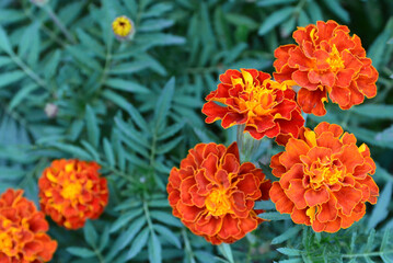 Orange yellow French marigold or Tagetes patula flowers on a blurred in the garden. Marigolds.Selective focus.